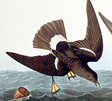 Stormy Petrel Stormy Petrel
