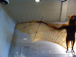 A very big bat at the Natural History Museum.