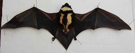 Niumbaha Superba, front.