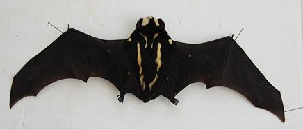 Niumbaha Superba, back.